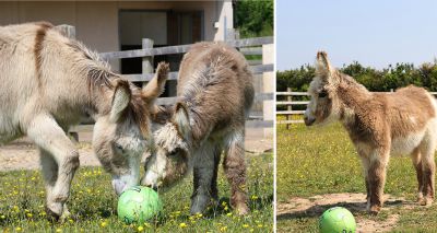 What a foal for Arsenal’s new striker